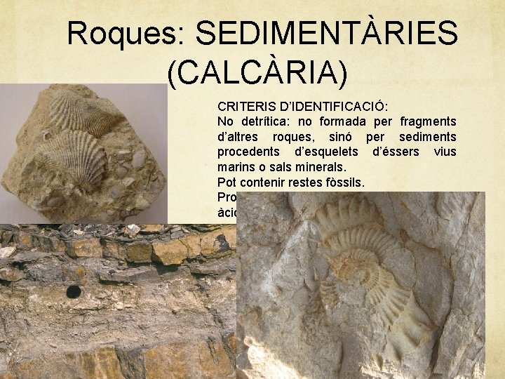 Roques: SEDIMENTÀRIES (CALCÀRIA) CRITERIS D’IDENTIFICACIÓ: No detrítica: no formada per fragments d’altres roques, sinó