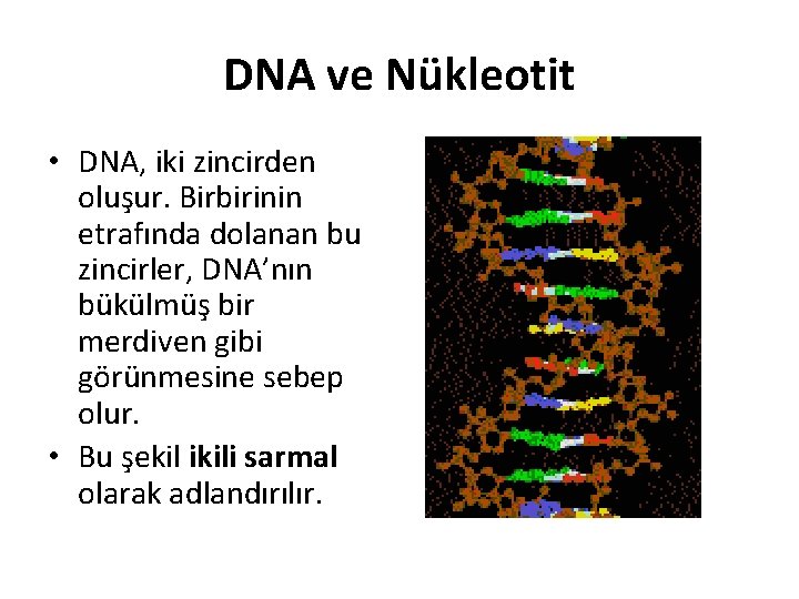 DNA ve Nükleotit • DNA, iki zincirden oluşur. Birbirinin etrafında dolanan bu zincirler, DNA’nın