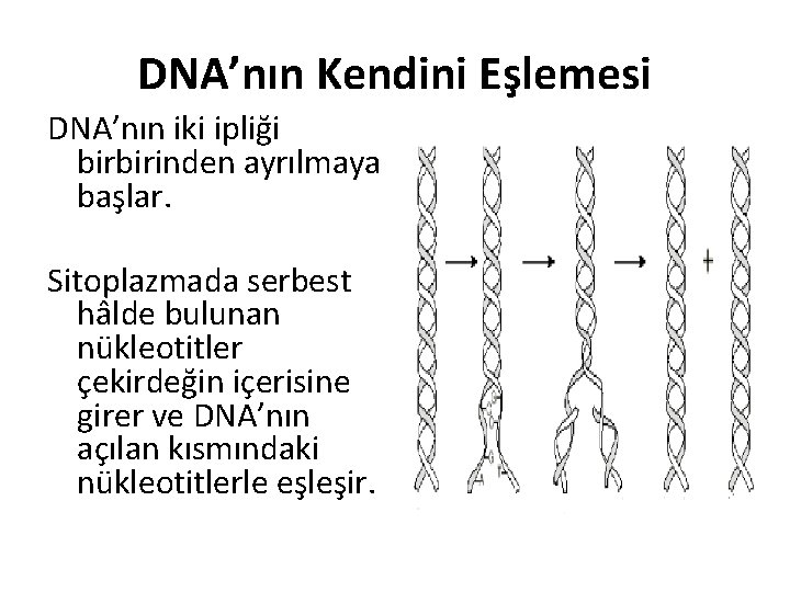DNA’nın Kendini Eşlemesi DNA’nın iki ipliği birbirinden ayrılmaya başlar. Sitoplazmada serbest hâlde bulunan nükleotitler