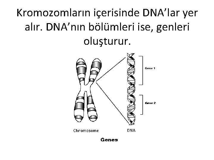 Kromozomların içerisinde DNA’lar yer alır. DNA’nın bölümleri ise, genleri oluşturur. 