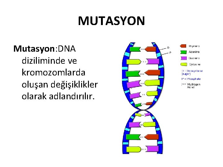 MUTASYON Mutasyon: DNA diziliminde ve kromozomlarda oluşan değişiklikler olarak adlandırılır. 