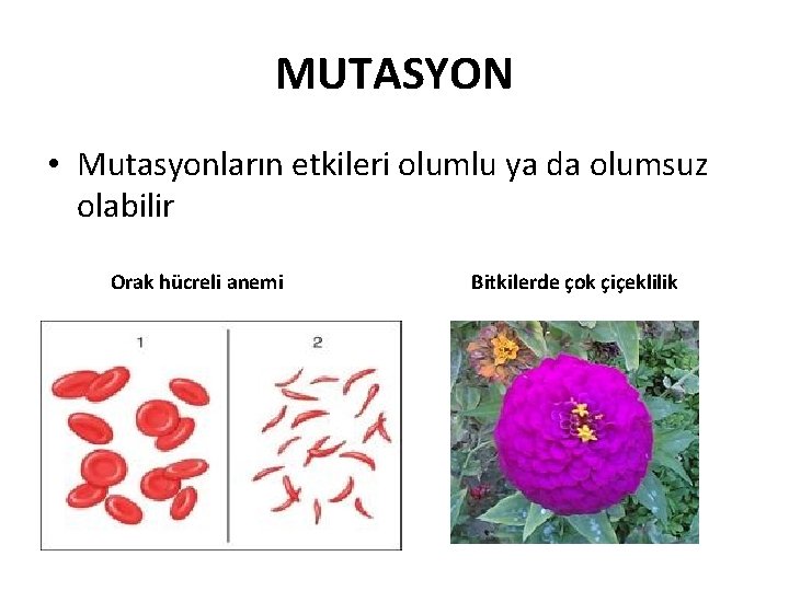 MUTASYON • Mutasyonların etkileri olumlu ya da olumsuz olabilir Orak hücreli anemi Bitkilerde çok