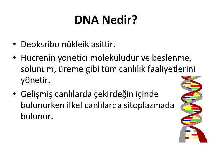 DNA Nedir? • Deoksribo nükleik asittir. • Hücrenin yönetici molekülüdür ve beslenme, solunum, üreme