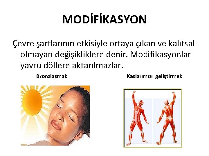 MODİFİKASYON Çevre şartlarının etkisiyle ortaya çıkan ve kalıtsal olmayan değişikliklere denir. Modifikasyonlar yavru döllere