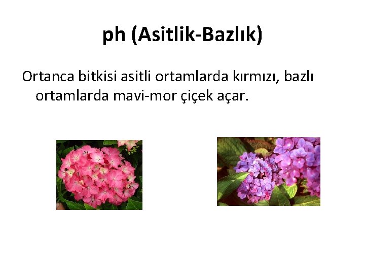 ph (Asitlik-Bazlık) Ortanca bitkisi asitli ortamlarda kırmızı, bazlı ortamlarda mavi-mor çiçek açar. 