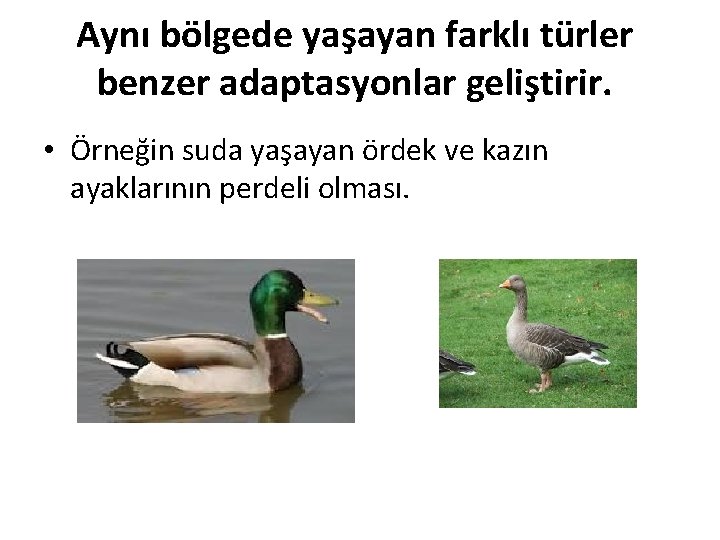 Aynı bölgede yaşayan farklı türler benzer adaptasyonlar geliştirir. • Örneğin suda yaşayan ördek ve