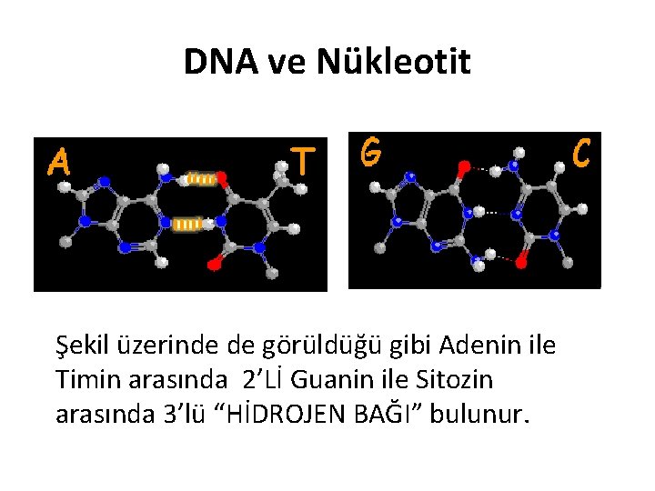 DNA ve Nükleotit Şekil üzerinde de görüldüğü gibi Adenin ile Timin arasında 2’Lİ Guanin