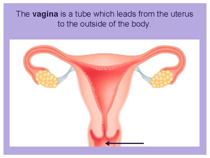 The vagina is a tube which leads from the uterus to the outside of
