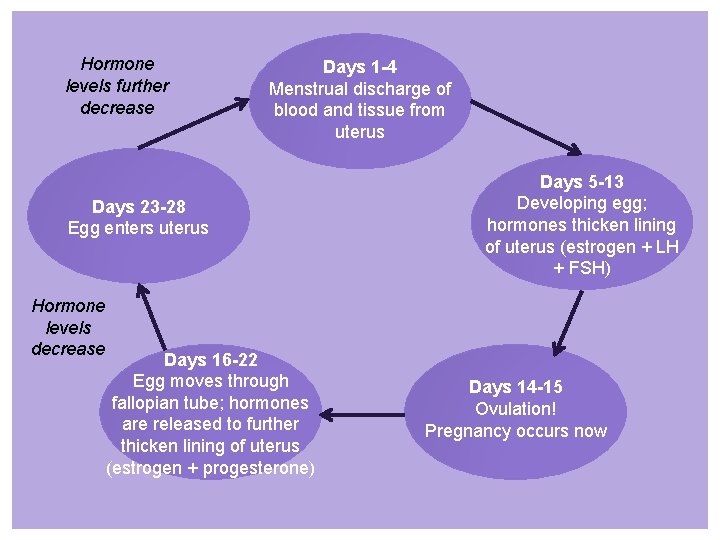 Hormone levels further decrease Days 1 -4 Menstrual discharge of blood and tissue from