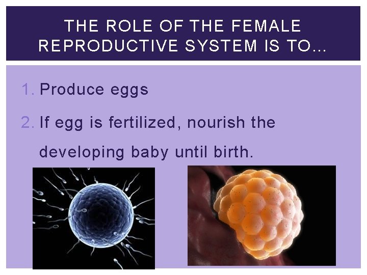THE ROLE OF THE FEMALE REPRODUCTIVE SYSTEM IS TO… 1. Produce eggs 2. If