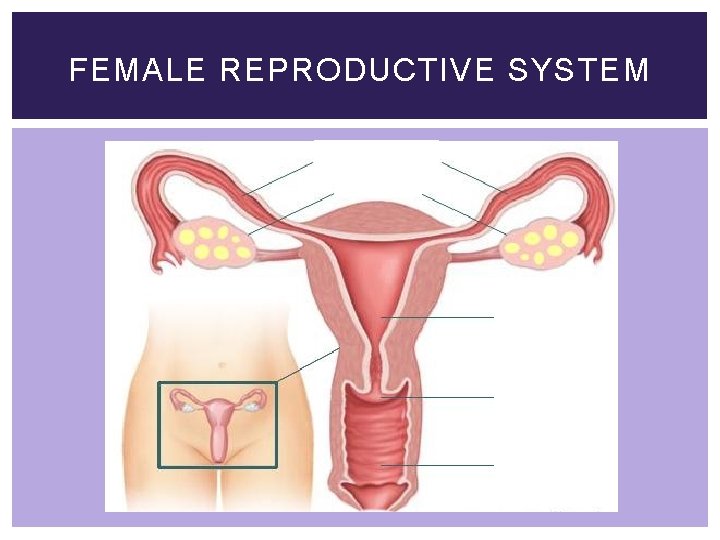 FEMALE REPRODUCTIVE SYSTEM 