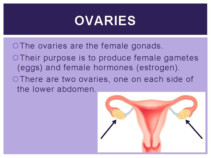 OVARIES The ovaries are the female gonads. Their purpose is to produce female gametes