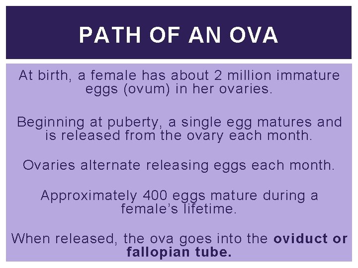 PATH OF AN OVA At birth, a female has about 2 million immature eggs