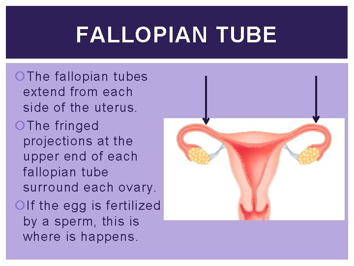 FALLOPIAN TUBE The fallopian tubes extend from each side of the uterus. The fringed