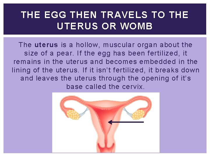 THE EGG THEN TRAVELS TO THE UTERUS OR WOMB The uterus is a hollow,