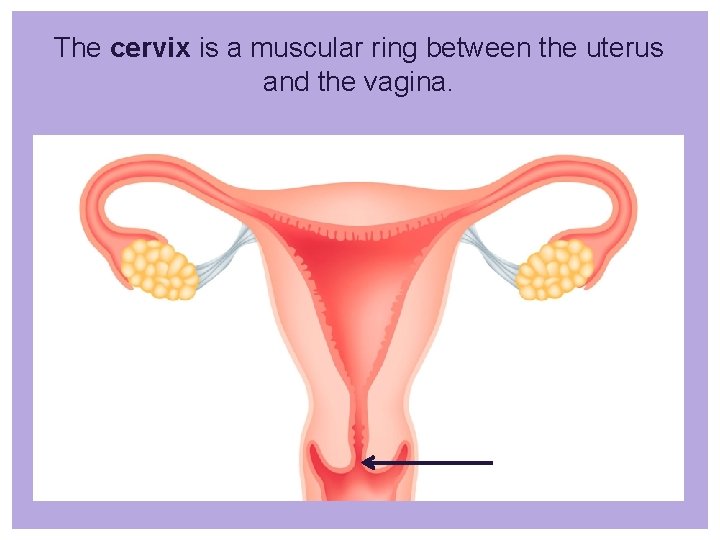 The cervix is a muscular ring between the uterus and the vagina. 