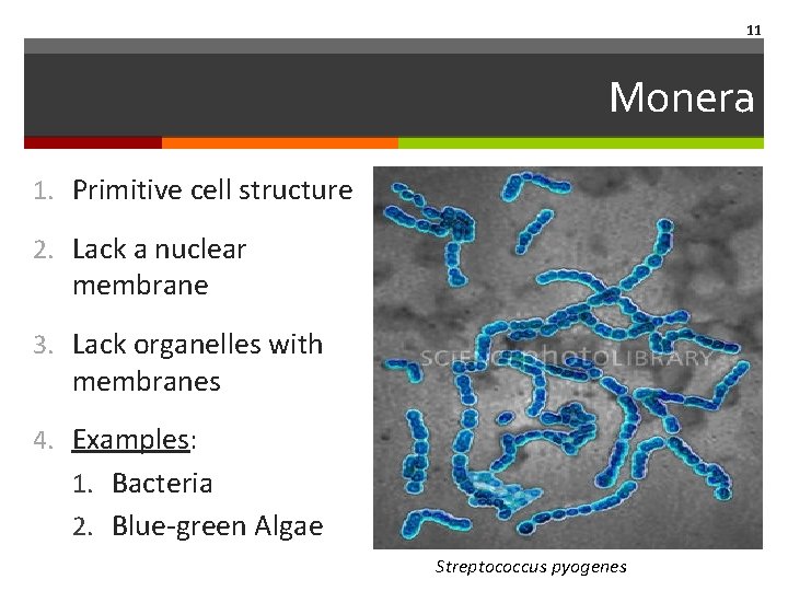 11 Monera 1. Primitive cell structure 2. Lack a nuclear membrane 3. Lack organelles