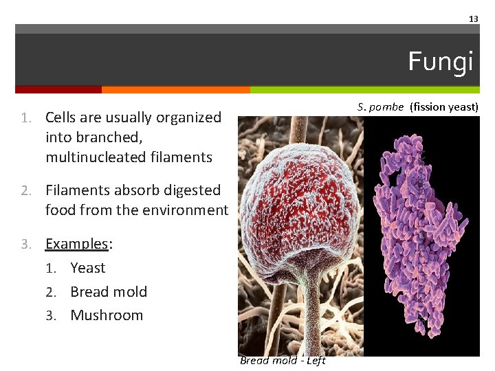 13 Fungi S. pombe (fission yeast) 1. Cells are usually organized into branched, multinucleated