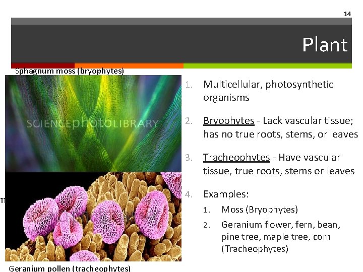 14 Plant Sphagnum moss (bryophytes) m 1. Multicellular, photosynthetic organisms 2. Bryophytes - Lack