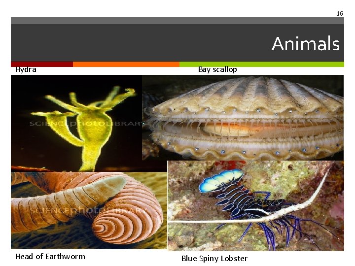 16 Animals Hydra Head of Earthworm Bay scallop Blue Spiny Lobster 