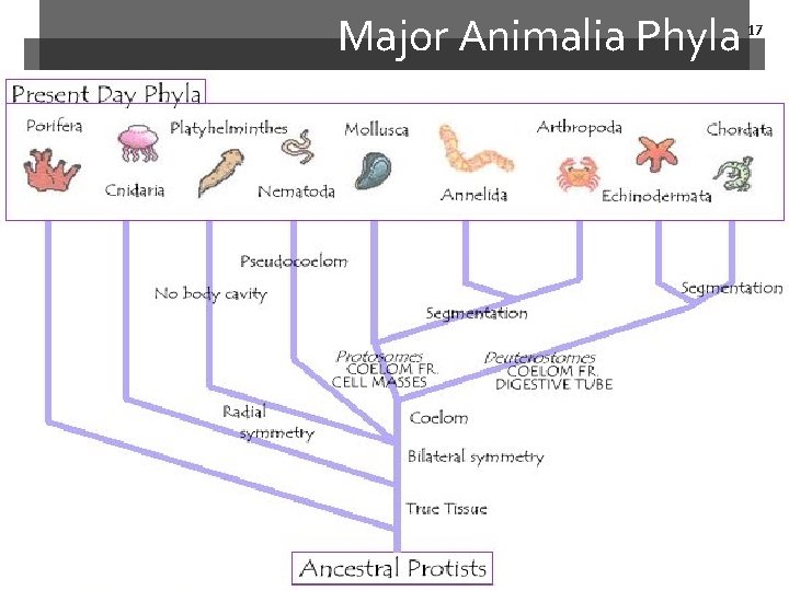 Major Animalia Phyla 17 