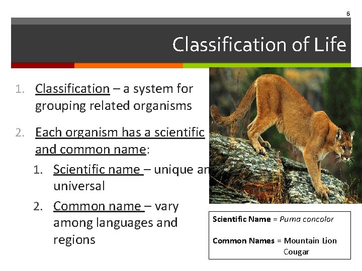 6 Classification of Life 1. Classification – a system for grouping related organisms 2.
