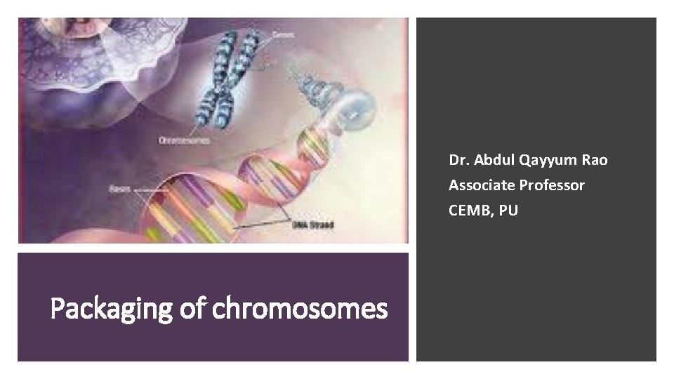 Dr. Abdul Qayyum Rao Associate Professor CEMB, PU Packaging of chromosomes 