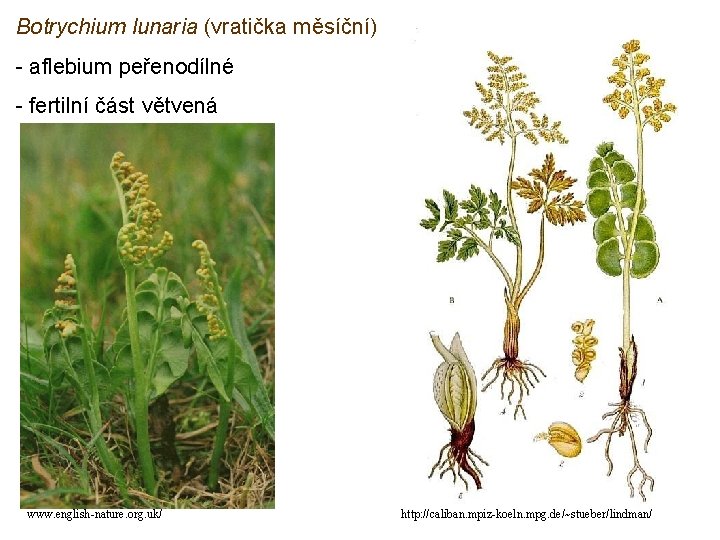 Botrychium lunaria (vratička měsíční) - aflebium peřenodílné - fertilní část větvená www. english-nature. org.