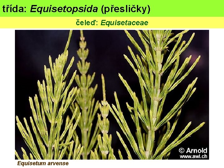 třída: Equisetopsida (přesličky) čeleď: Equisetaceae Equisetum arvense 