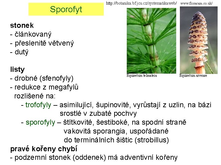 Sporofyt http: //botanika. bf. jcu. cz/systematikaweb/ www. floracam. co. uk/ stonek - článkovaný -