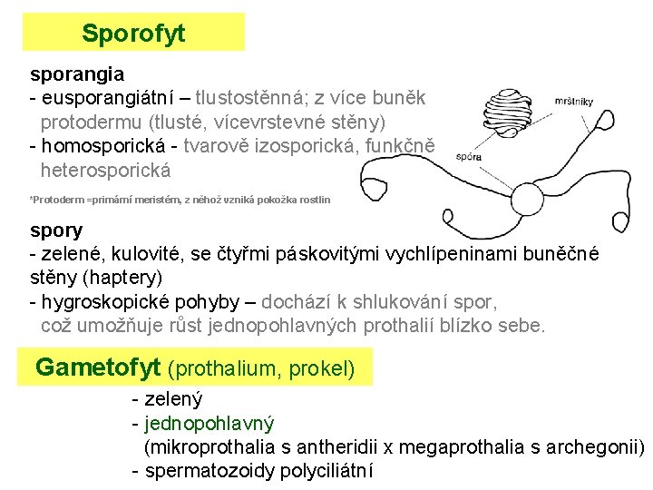 Sporofyt sporangia - eusporangiátní – tlustostěnná; z více buněk protodermu (tlusté, vícevrstevné stěny) -