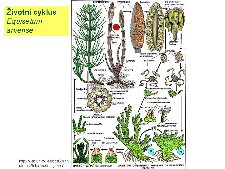 Životní cyklus Equisetum arvense http: //web. uniovi. es/bos/Asign aturas/Botanica/Imagenes/ 