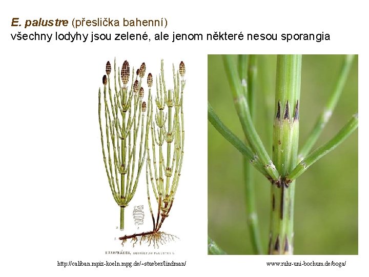 E. palustre (přeslička bahenní) všechny lodyhy jsou zelené, ale jenom některé nesou sporangia http: