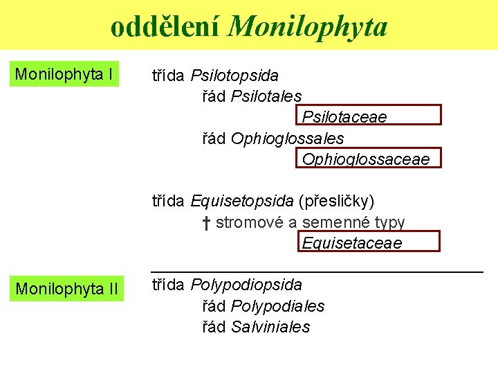 oddělení Monilophyta II třída Psilotopsida řád Psilotales Psilotaceae řád Ophioglossales Ophioglossaceae třída Equisetopsida (přesličky)