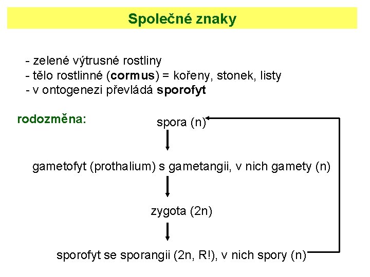 Společné znaky - zelené výtrusné rostliny - tělo rostlinné (cormus) = kořeny, stonek, listy