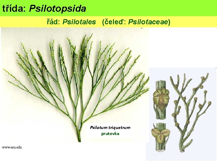 třída: Psilotopsida (psilofyty) řád: Psilotales (čeleď: Psilotaceae) Psilotum triquetrum prutovka www. esu. edu 