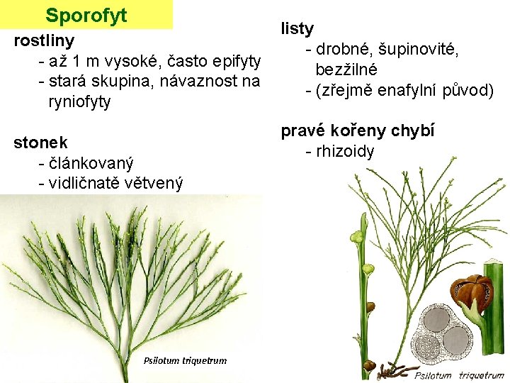 Sporofyt rostliny - až 1 m vysoké, často epifyty - stará skupina, návaznost na