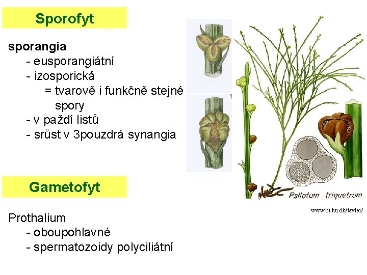 Sporofyt sporangia - eusporangiátní - izosporická = tvarově i funkčně stejné spory - v