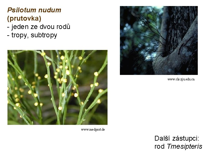 Psilotum nudum (prutovka) - jeden ze dvou rodů - tropy, subtropy www. cls. zju.
