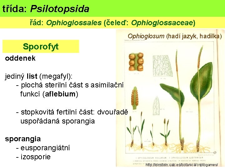 třída: Psilotopsida řád: Ophioglossales (čeleď: Ophioglossaceae) Ophioglosum (hadí jazyk, hadilka) Sporofyt oddenek jediný list