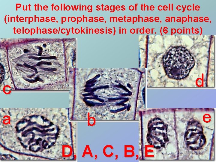 Put the following stages of the cell cycle