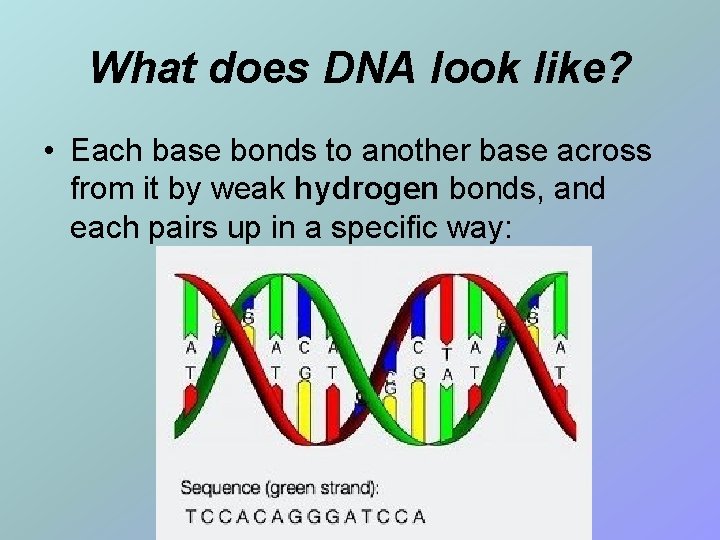 What does DNA look like? • Each base bonds to another base across from