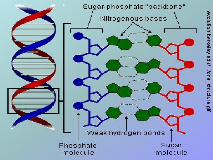evolution. berkeley. edu/. . . /dna_structure. gif 