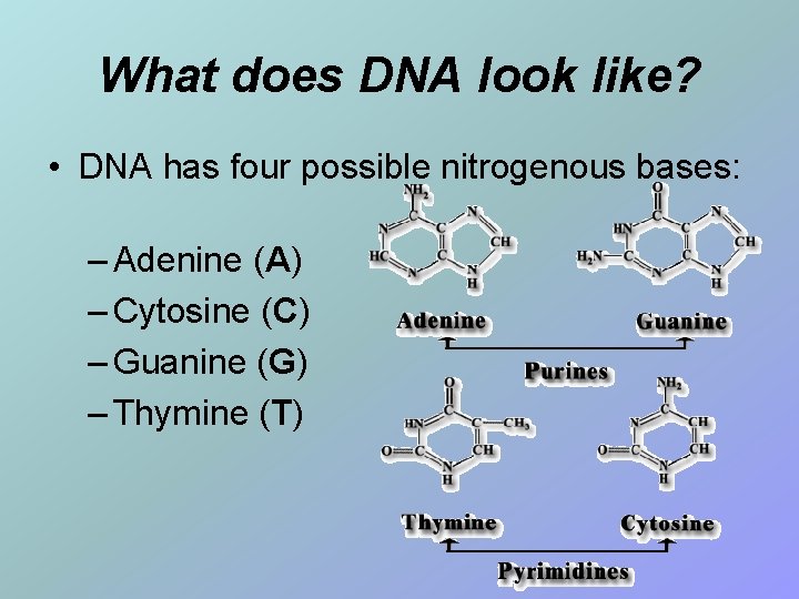 What does DNA look like? • DNA has four possible nitrogenous bases: – Adenine