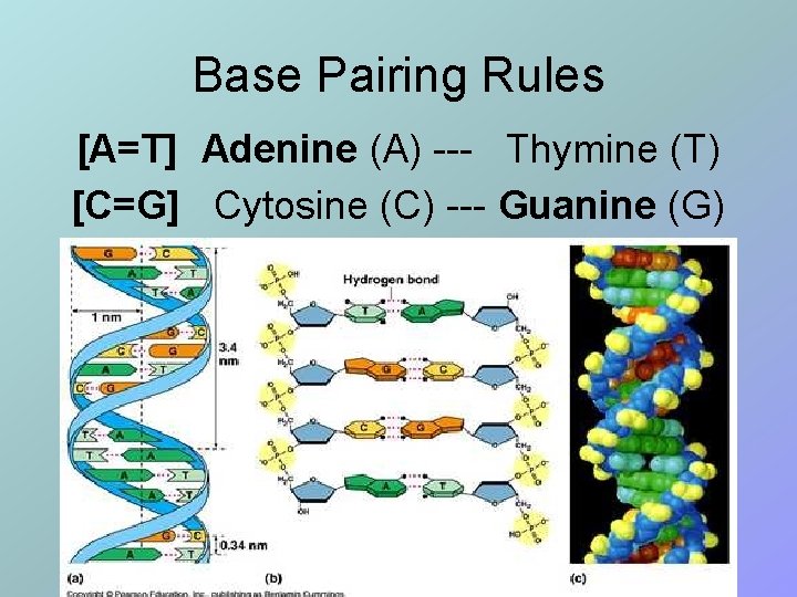Base Pairing Rules [A=T] Adenine (A) --- Thymine (T) [C=G] Cytosine (C) --- Guanine