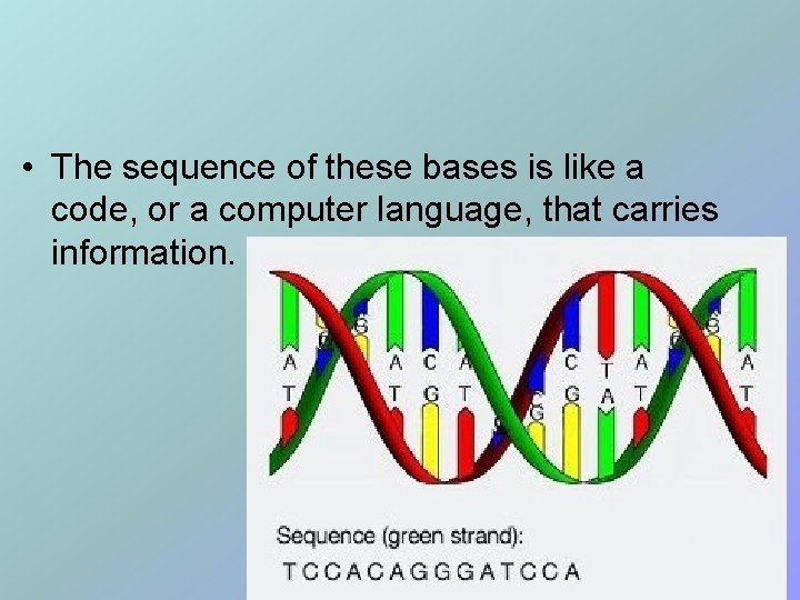  • The sequence of these bases is like a code, or a computer