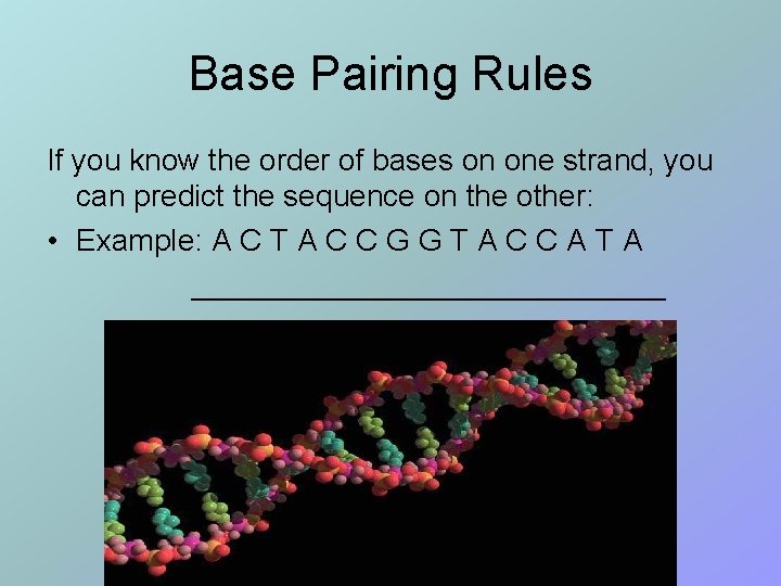 Base Pairing Rules If you know the order of bases on one strand, you