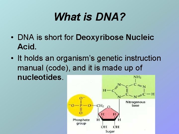 What is DNA? • DNA is short for Deoxyribose Nucleic Acid. • It holds