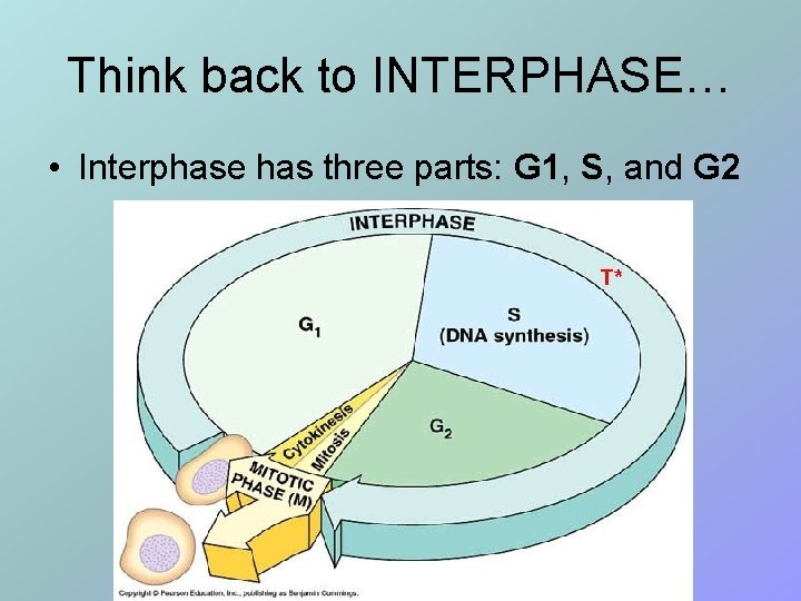 Think back to INTERPHASE… • Interphase has three parts: G 1, S, and G