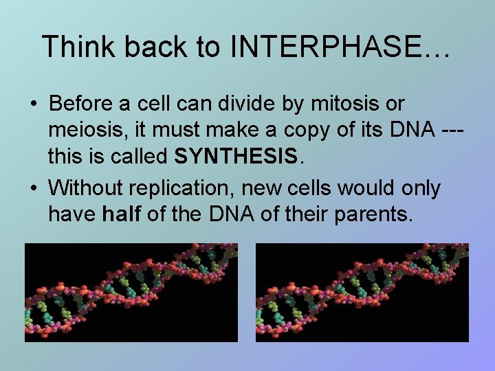 Think back to INTERPHASE… • Before a cell can divide by mitosis or meiosis,
